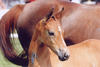  received the \"Reserve Champion\" ribbon at the foal championship in Belgium. 