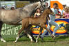 Gucci Bush Z is a wonderful rangy, athletic youngster.