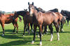 Fiero enjoying the time out in the fields with his friends before the serious work starts.