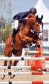 Laury , during his debut at 2* CSI Magna Racino in Austria.