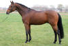 , is by Quidam de Revel - Lord (Hol. Sta. # 504). This dam line produced innumerable Grand Prix jumper and more than 18 approved stallions.