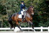 got imported at the age of four. At the age of six he was one of the first horses in the US ever 
qualified for the \"World Championships Of Young Dressage Horses\" and competed well in Verden / Germany.
