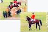 Tizon de Fribois licensed stallion in France, jumped successful with Eric Navet at international Grand Prix level. He is a successful ancestor and breeding stallion from our De Fribois horses Etisch, Umberto and Andalucia.