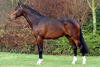 Contact v/d Heffinck embodied the athletic capability with his generous conformation and long lines..