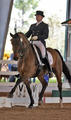 Amadeus and Todd Flettrich show with great success in the Grand Prix ring in the US as also in Europe.