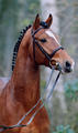 Okeechobee excellent in type and conformation. He inherited all of the positive ingredients of his ancestors.