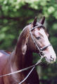 For Fun outrageous offspring by the outstanding successful Grand Prix stallion For Pleasure.