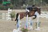 Charles a well bred offspring by Contact van de Heffinck. His family line includes numerous international successful Grand prix jumpers there as, Quell Home, Utrillo and many others